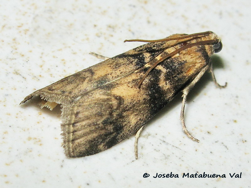 Euzophera pinguis - Pyralidae